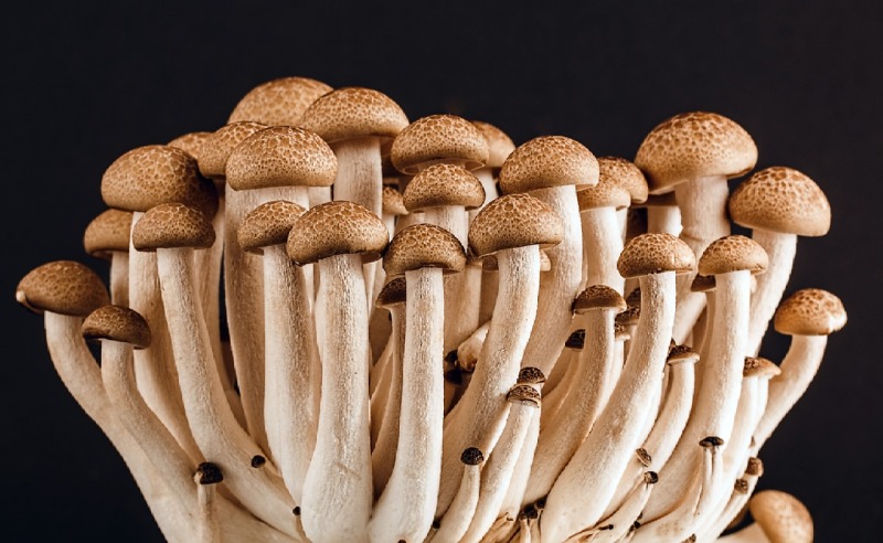 mushrooms-389421_1280.jpg